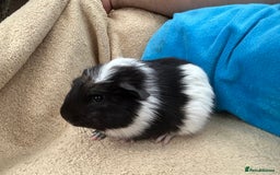 Guinea Pig rodents for sale: Guineapigs  - Image 2