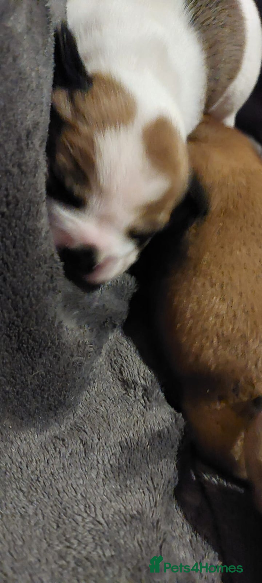 Mixed Breed dogs for sale: French bulldogs/cocker spaniel pups  - Advert 2