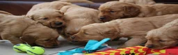 Golden Retriever dogs for sale: KC Registered Working Golden Retriever Puppies - Advert 20