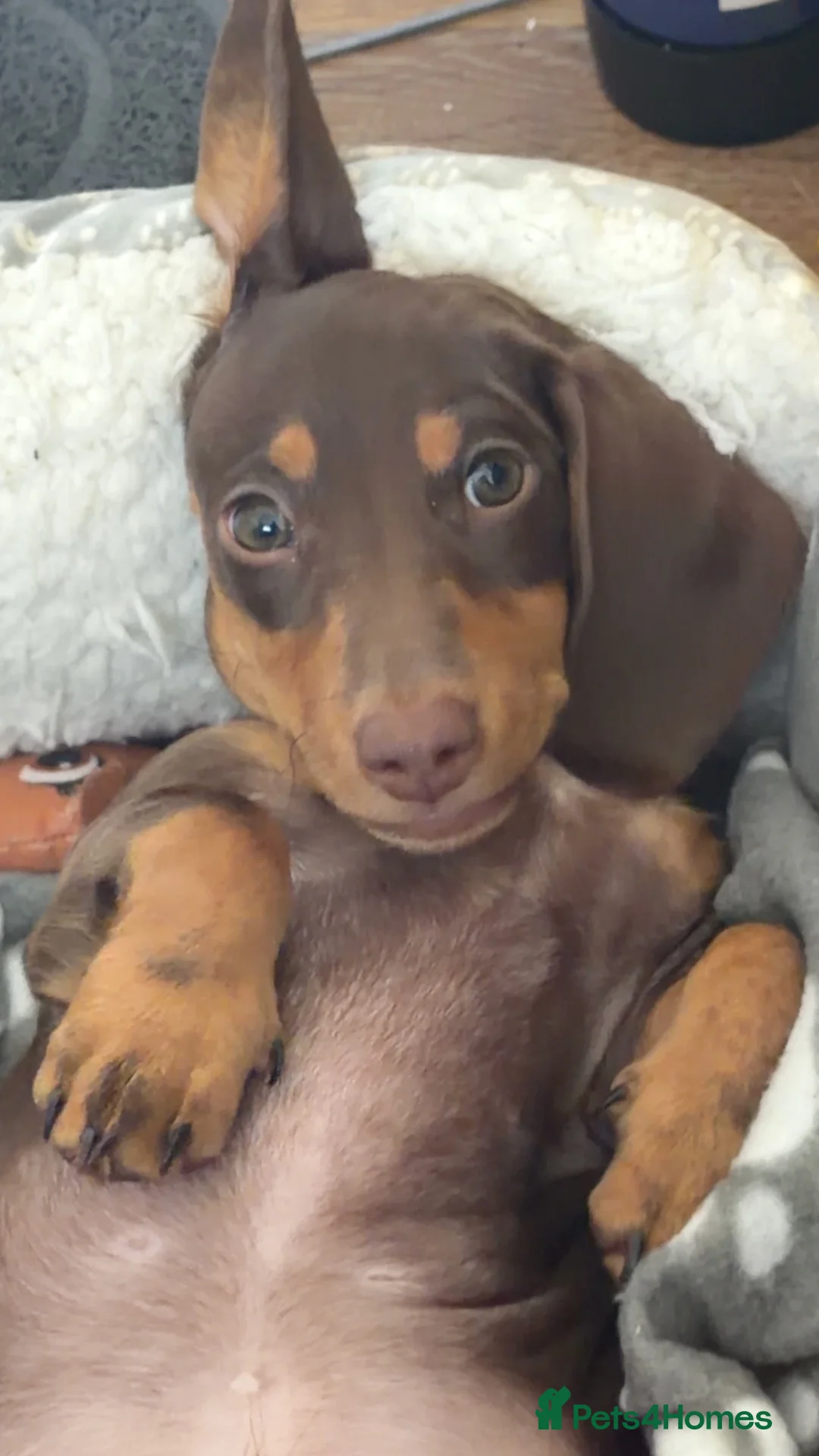 Dachshund dogs for sale: 5 month old male dauschand  - Advert 8