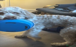 Cockapoo dogs for sale: Cockapoo - Advert 2