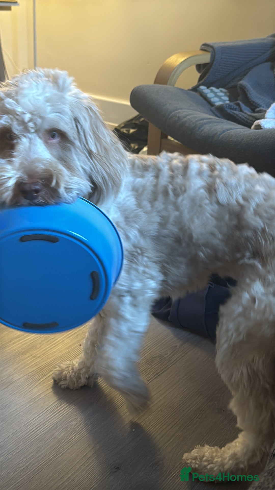 Cockapoo dogs for sale: Cockapoo - Advert 2