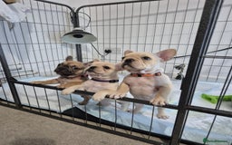 French Bulldog dogs for sale: Gorgeous French bulldog puppies Just 1 girl left!  - Advert 5
