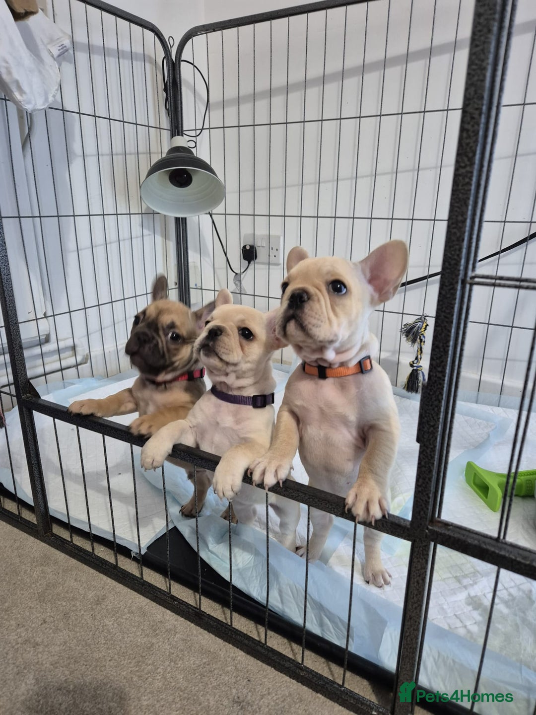 French Bulldog dogs for sale: Gorgeous French bulldog puppies Just 1 girl left!  - Advert 5