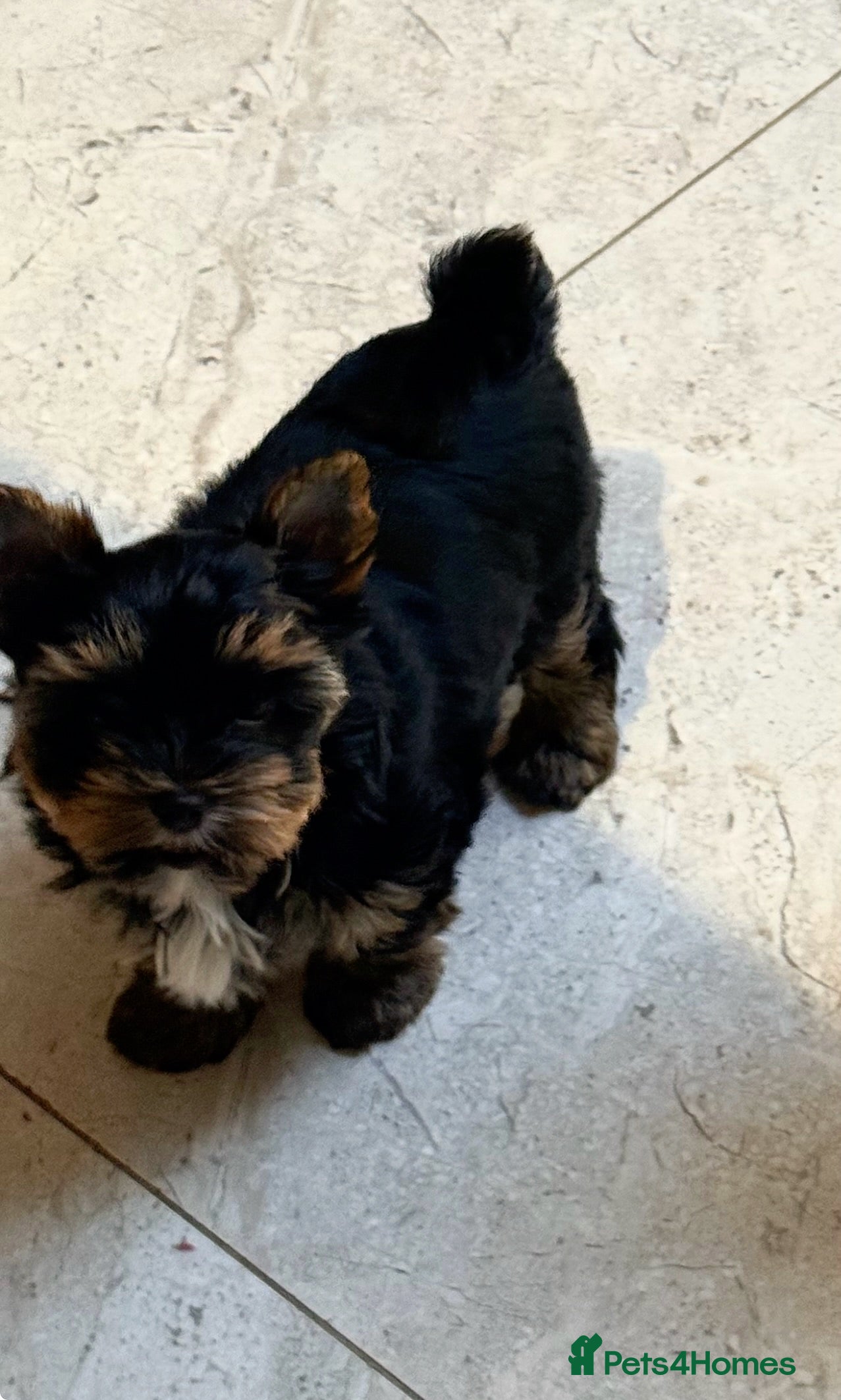 Mixed Breed dogs Yorkshire terrier ready for new homes  - Advert 3
