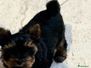 Mixed Breed dogs Yorkshire terrier ready for new homes - Advert 3