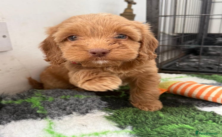 Cockapoo dogs - Advert 1