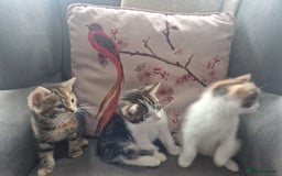 Mixed Breed cats for sale: 3 beautiful semi long haired kittens 8 weeks - Image 8