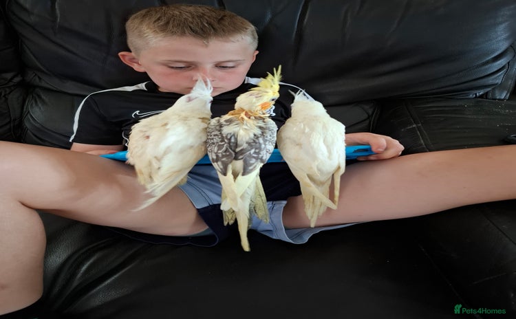 Cockatiels birds - Advert 15