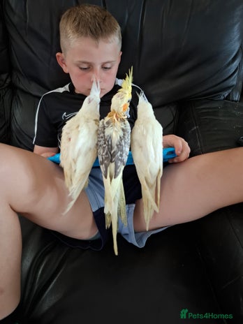 Cockatiels birds - Advert 15