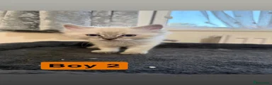 Boy 2 
