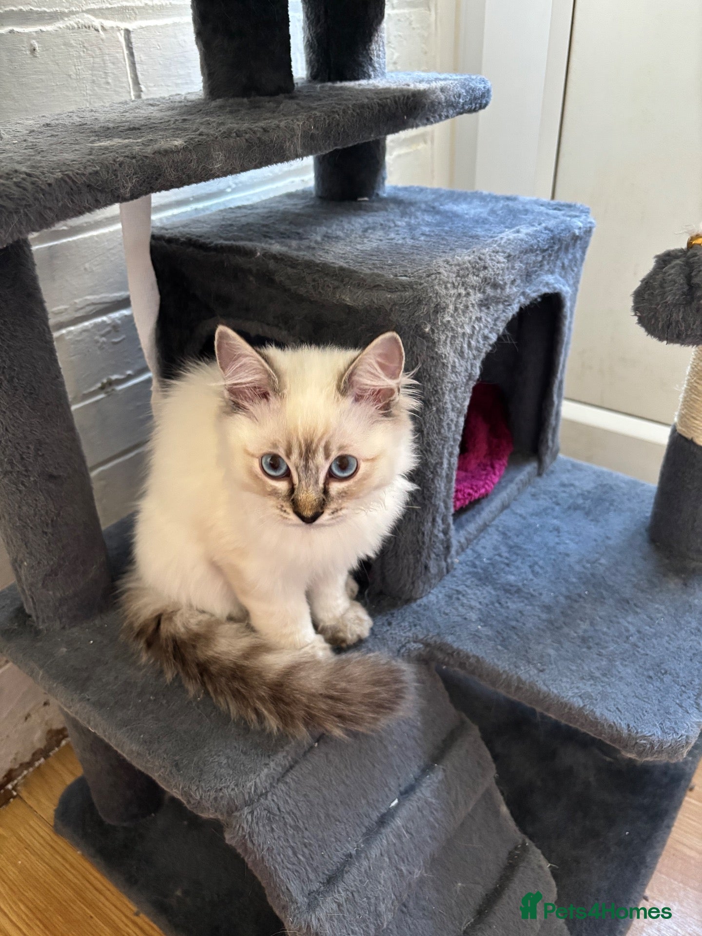 Ragdoll cats RARE Blue point lynx boy available!  - Advert 16