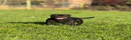 Staffordshire Bull Terrier dogs for sale: Stunning black male  - Advert 9