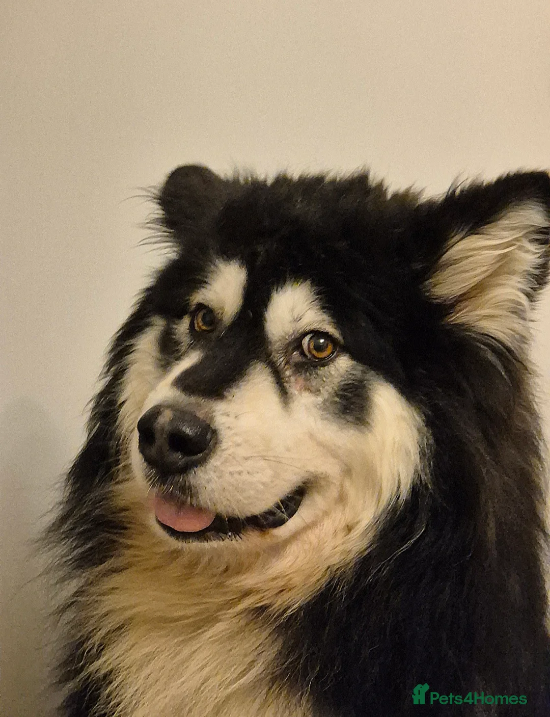 Alaskan Malamute dogs for stud: KC registered alaskan malamute for stud - Advert 6