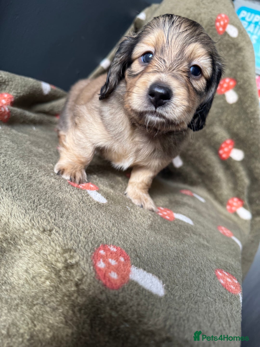 Miniature Dachshund dogs for sale: Cream&Shaded KC reg. PRA clear 4 weeks old - Image 2