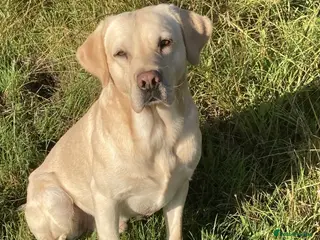 Labrador Retriever dogs Colourful and Cheerful Labrador Puppies - Advert 1
