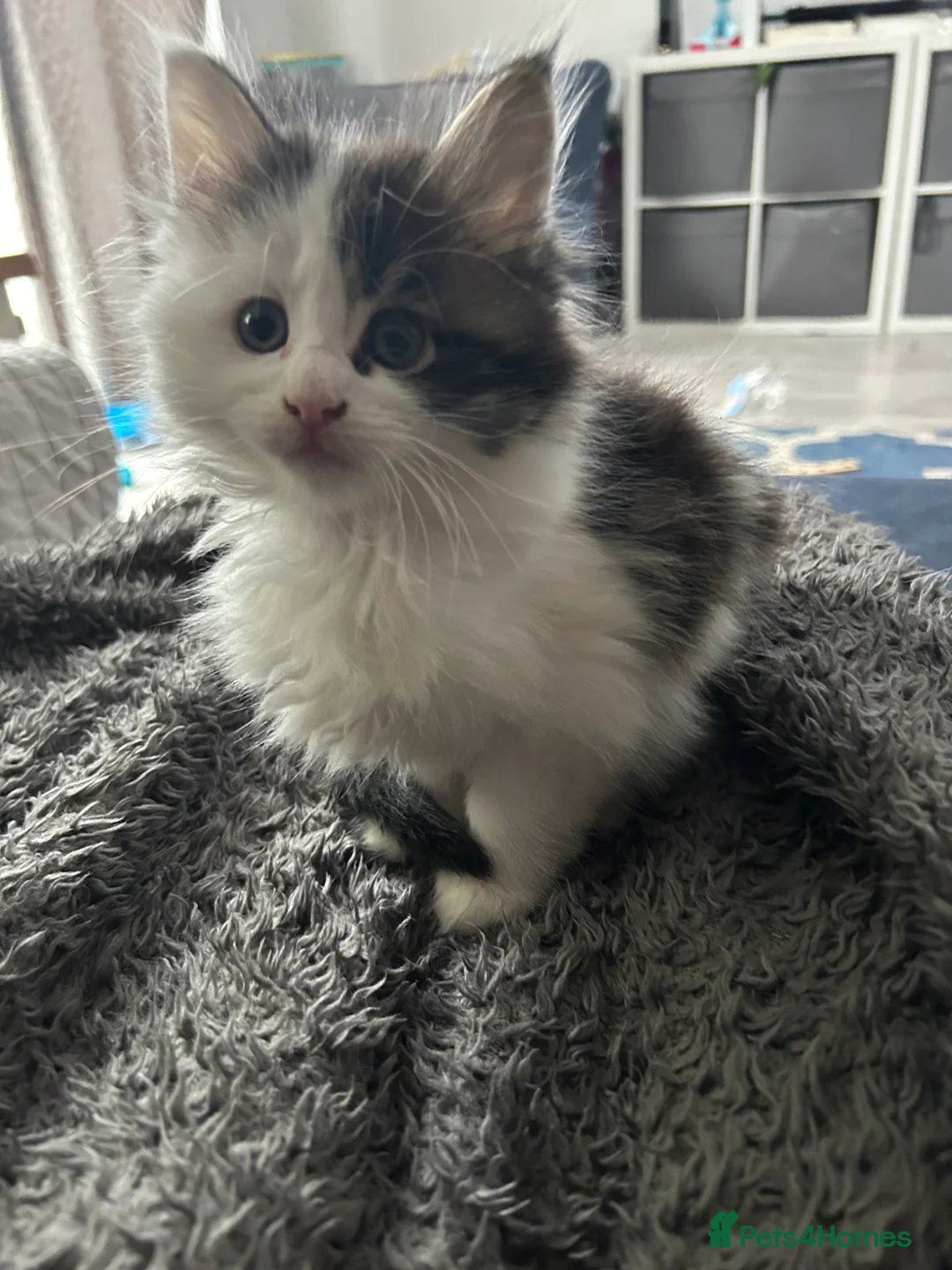 Maine Coon cats for sale: 3/4 MaineCoon - 1/4 Turkish Van kittens - Advert 7