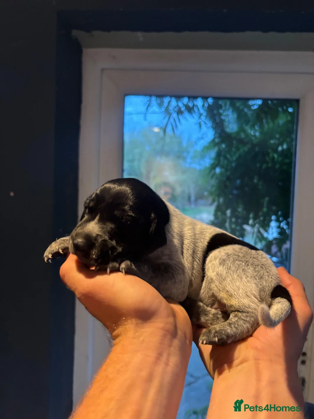 German Shorthaired Pointer dogs for sale: 🏆 Exceptional SALUKI × GSP Puppies 🏆  - Advert 8