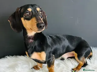 Miniature Dachshund dogs Adult Black & Cream Smooth Male - Advert 11