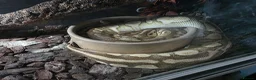Snake reptiles for sale: Royal Pythons, Boa, Olive python Hoggies, Tortoise in Andover - Advert 13