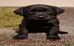 Labrador Retriever dogs for sale: Beautiful Labrador puppies  - Image 12