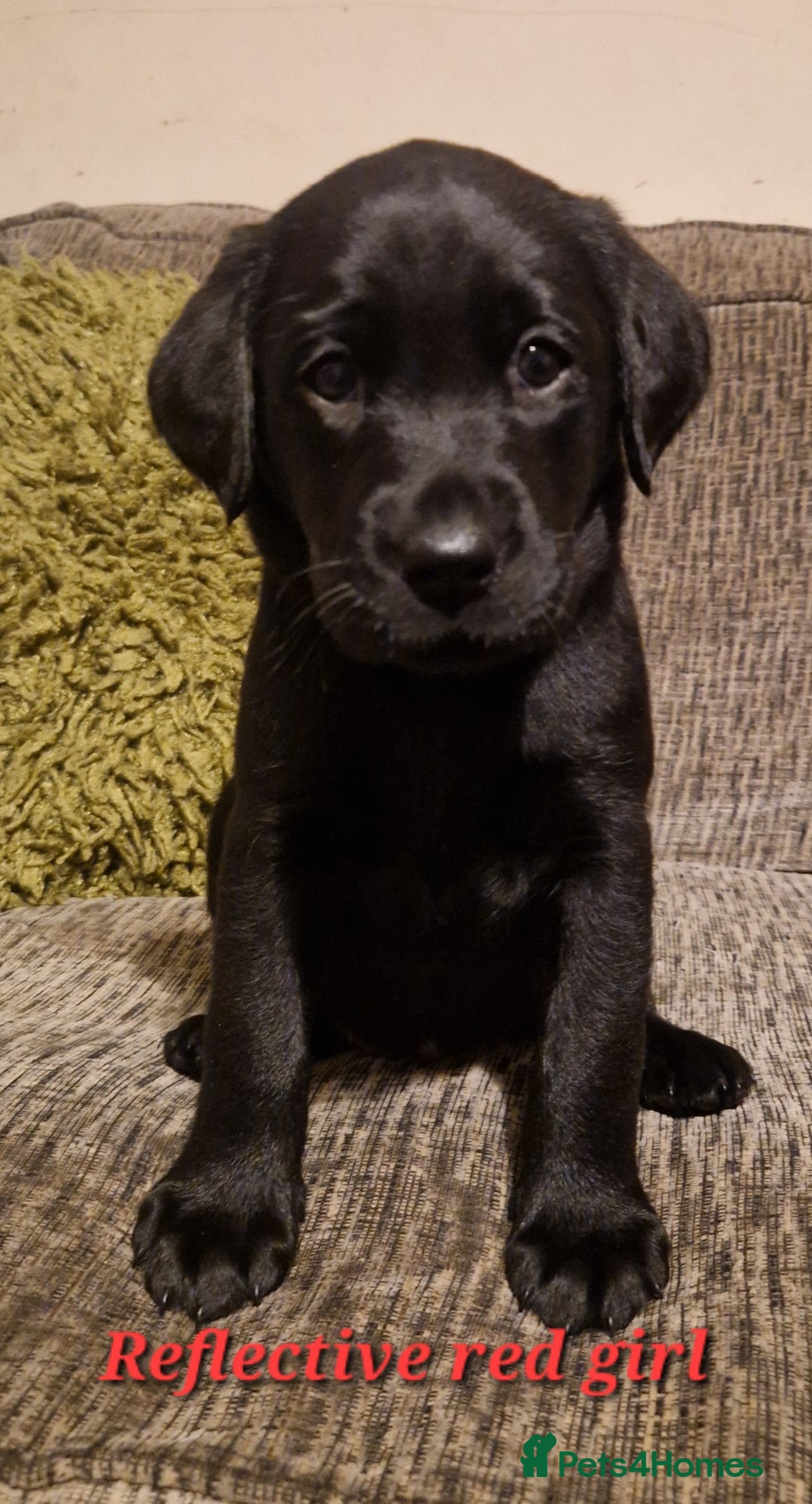 Labrador Retriever dogs for sale: Beautiful Labrador puppies  - Image 12