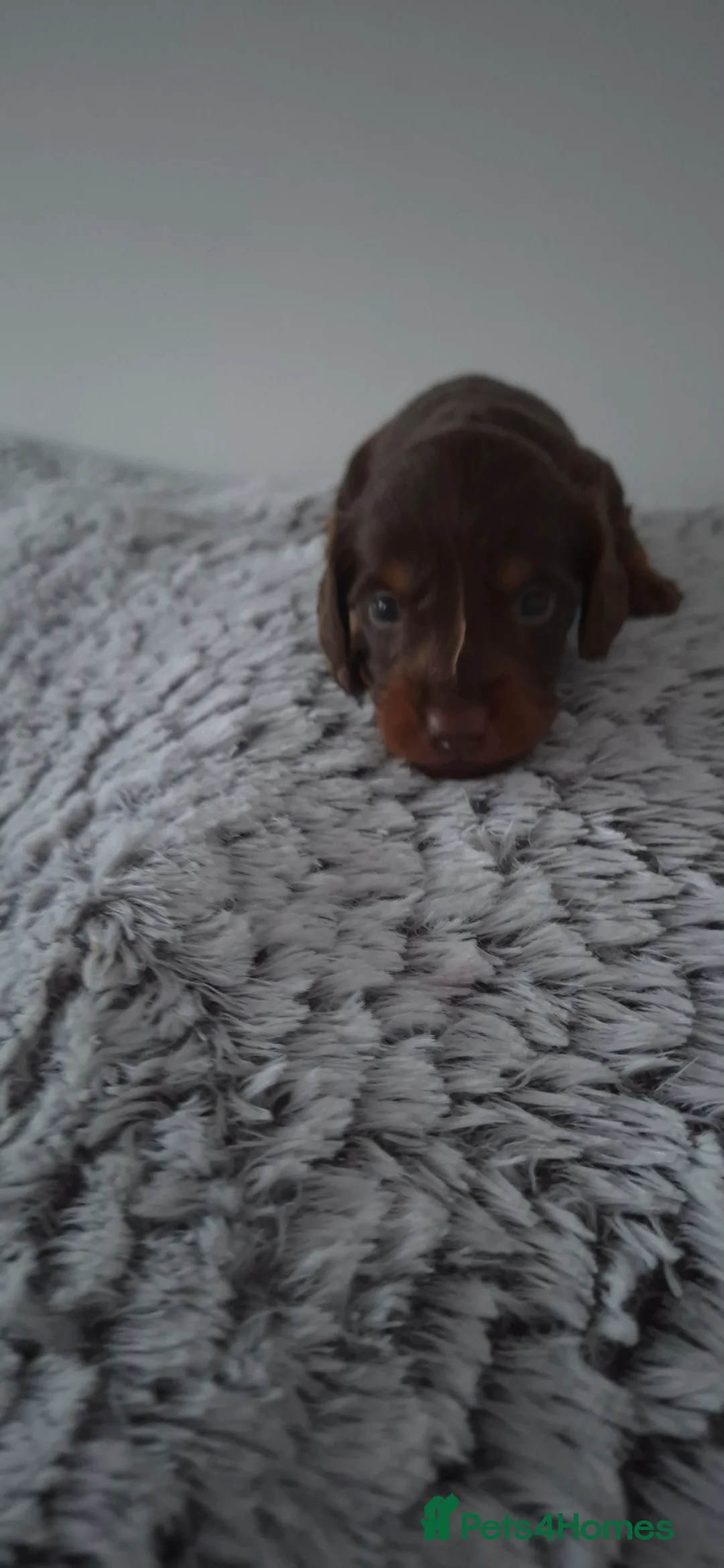 Dachshund dogs for sale: Miniature dachshunds long hair boys puppies - Advert 7