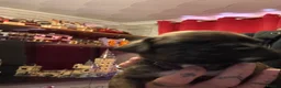 Boxer dogs for sale: KC registered Brindle Boxers in Saint Austell - Advert 12