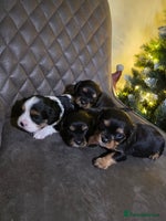 Cavalier King Charles Spaniel dogs Cavalier King Charles puppies - Advert 8