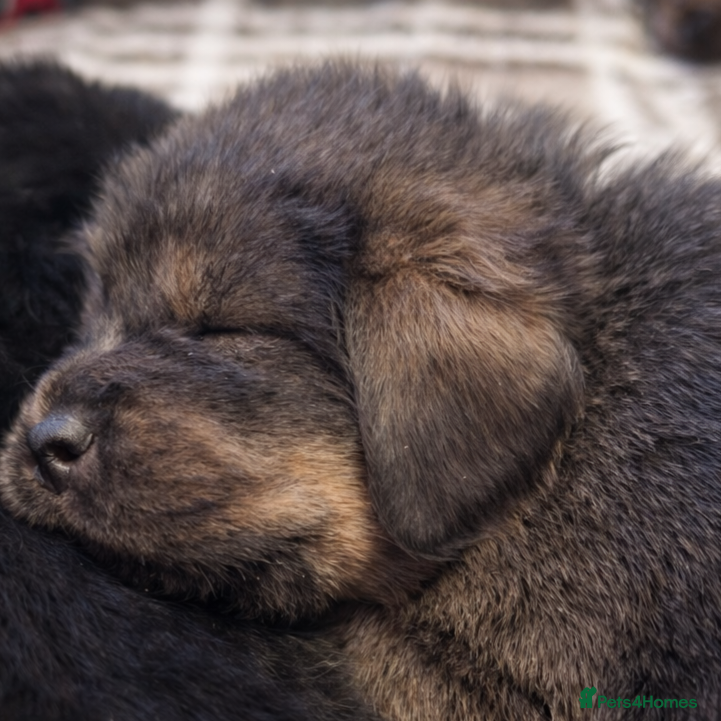 Tibetan Mastiff dogs Tibetan Mastiff - Advert 1