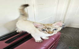 Siamese cats for sale: Beautiful Siamese x sphynx x kittens in Salisbury - Image 34