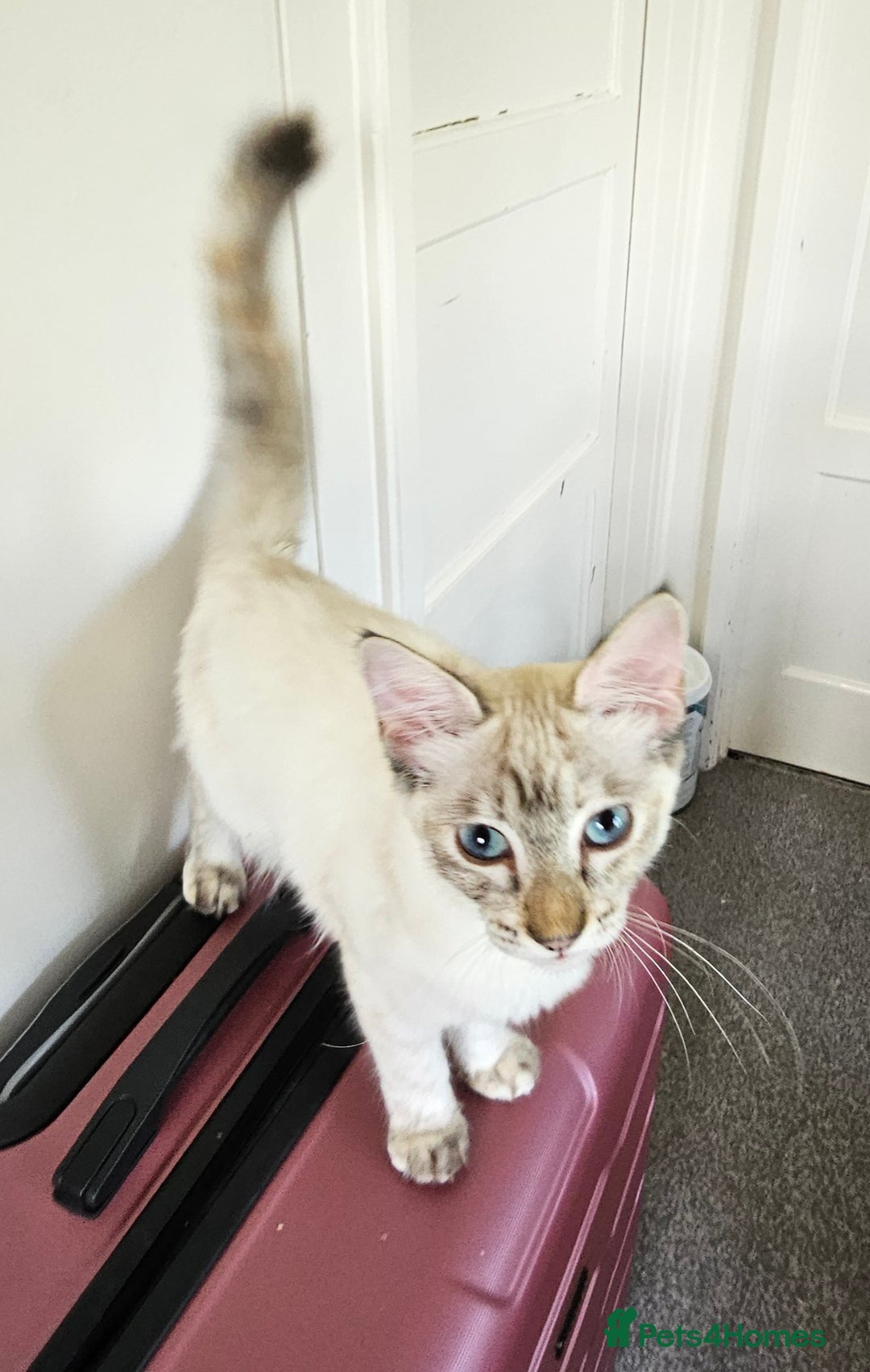 Siamese cats for sale: Beautiful Siamese x sphynx x kittens in Salisbury - Image 34