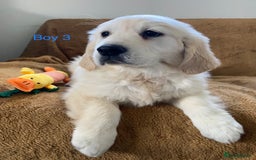 Golden Retriever dogs for sale: KC Registered Golden Retriver Puppies - Image 12