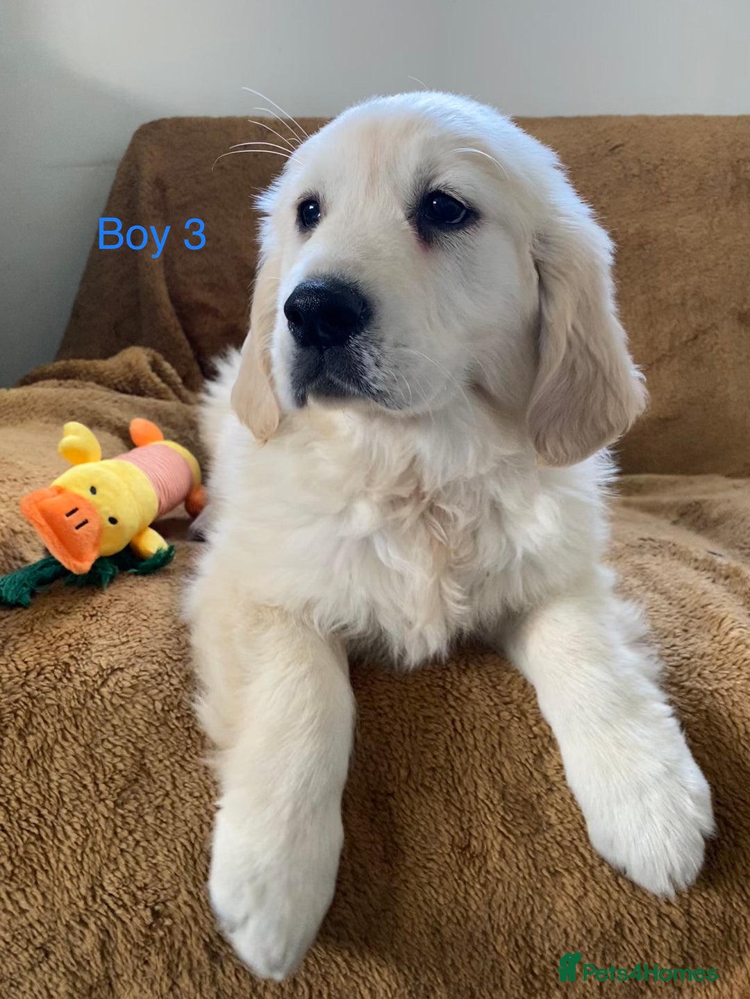 Golden Retriever dogs for sale: KC Registered Golden Retriver Puppies - Image 12