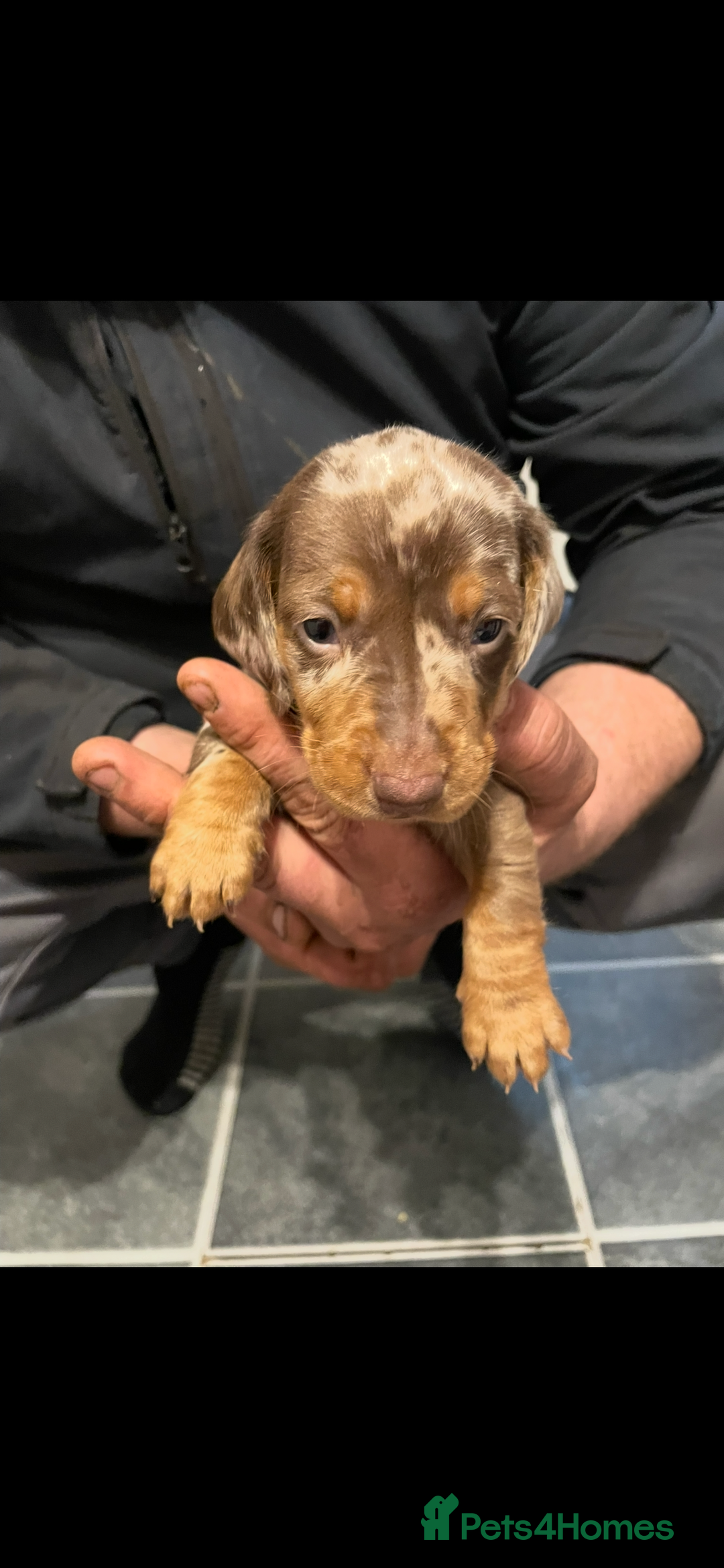 Dachshund dogs for sale: Dachshund Puppies for sale  - Image 3