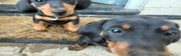 Miniature Dachshund dogs for sale: Beautiful miniature dachshund puppies - Advert 15