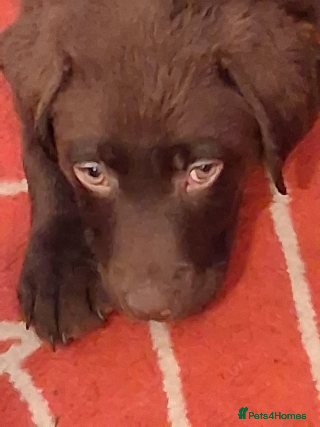 Labrador Retriever dogs for sale: Stunning big pedigree labrador puppies - Advert 11