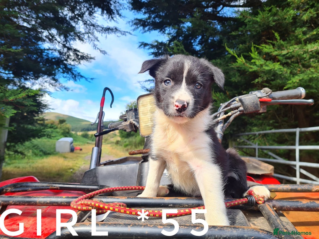 Border Collie dogs for sale: Fabulous Border Collie pups black, white, red. - Image 3