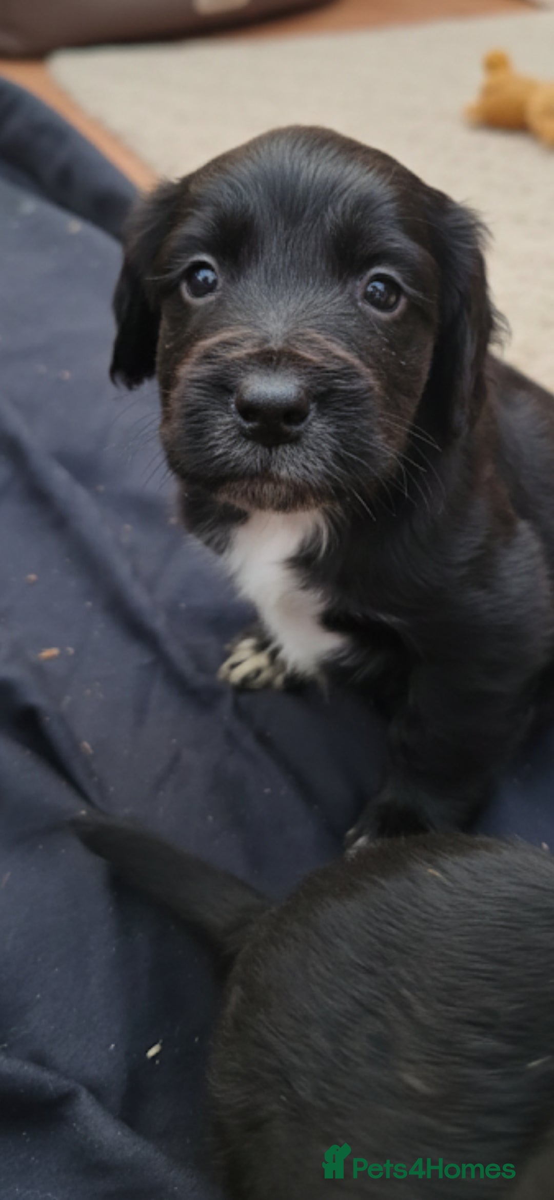 Cockapoo dogs for sale: Gorgeous cockapoo puppies available  - Advert 4