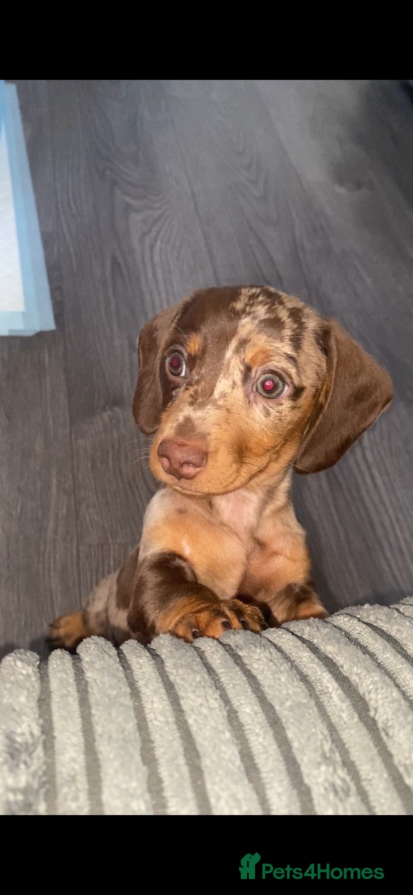 Miniature Dachshund dogs Beautiful smooth haired mini dachshunds😍 - Advert 2