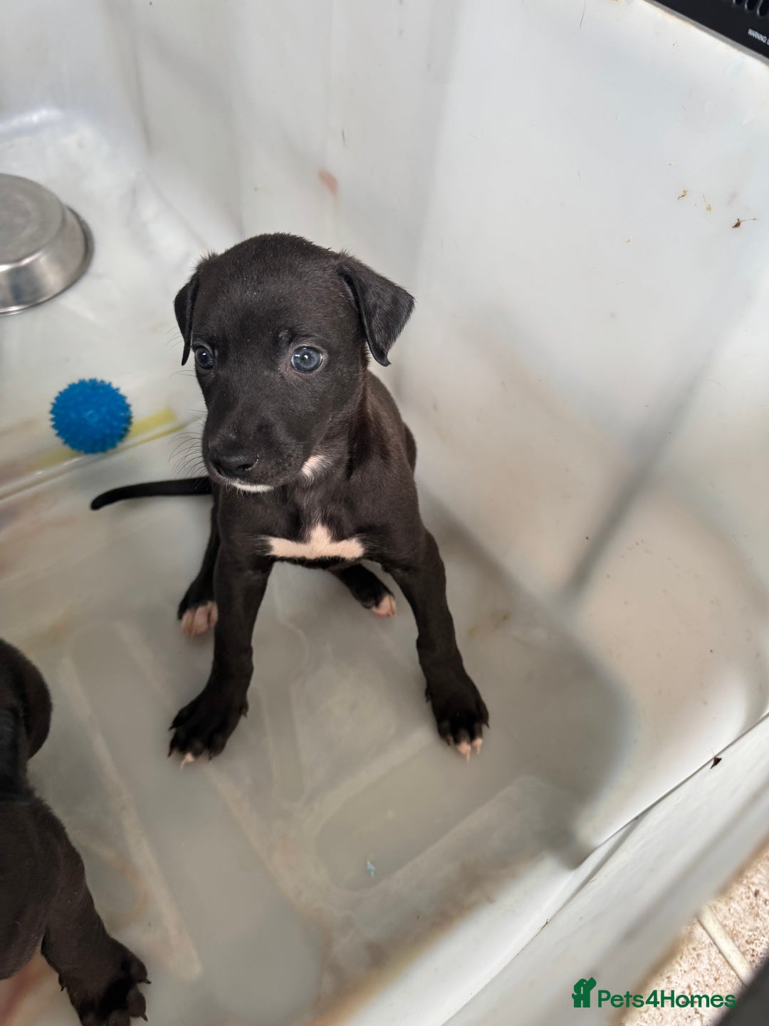 Mixed Breed dogs for sale: Bull cross puppies working parents  in Pontyclun - Image 4