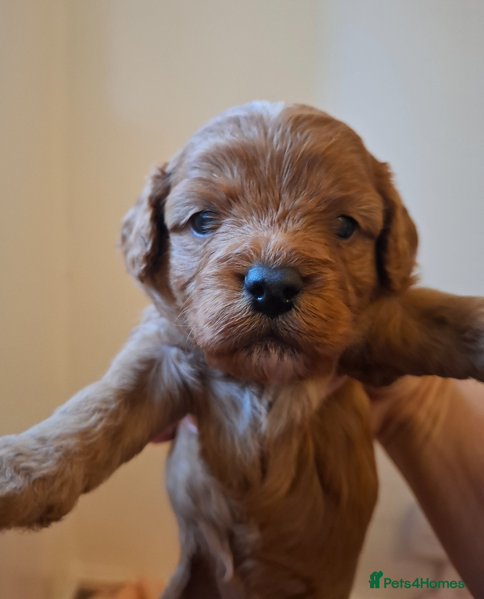 Cavapoo dogs Toy cavapoo puppies.Health tested red/champagne - Advert 15