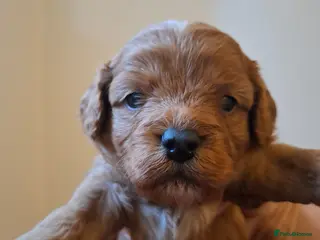 Cavapoo dogs Toy cavapoo puppies.Health tested red/champagne - Advert 15