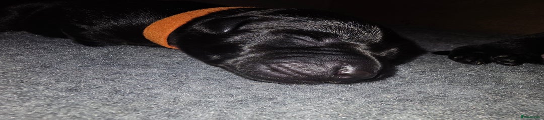 Black Boy Puppy (Orange Collar)