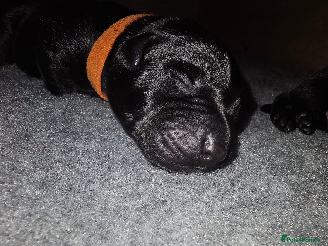 Labrador Retriever dogs for sale: KC reg Labrador puppies – Black and Yellow  - Image 6