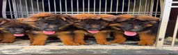 German Shepherd dogs for sale: Top Quality male long coat German shepherd import  - Advert 8