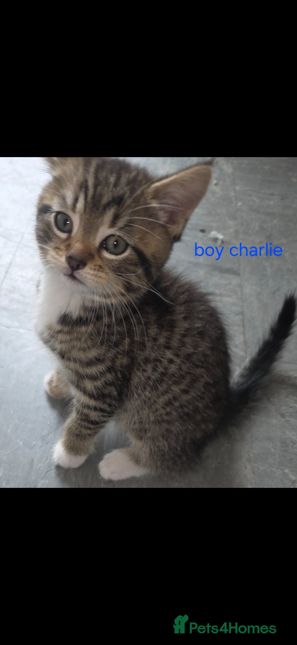 Mixed Breed cats Tabby kittens - Advert 1