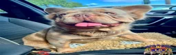 French Bulldog dogs for sale: BEAUTIFUL FLUFFY FRENCH BULLDOG PUPPIES - Advert 13