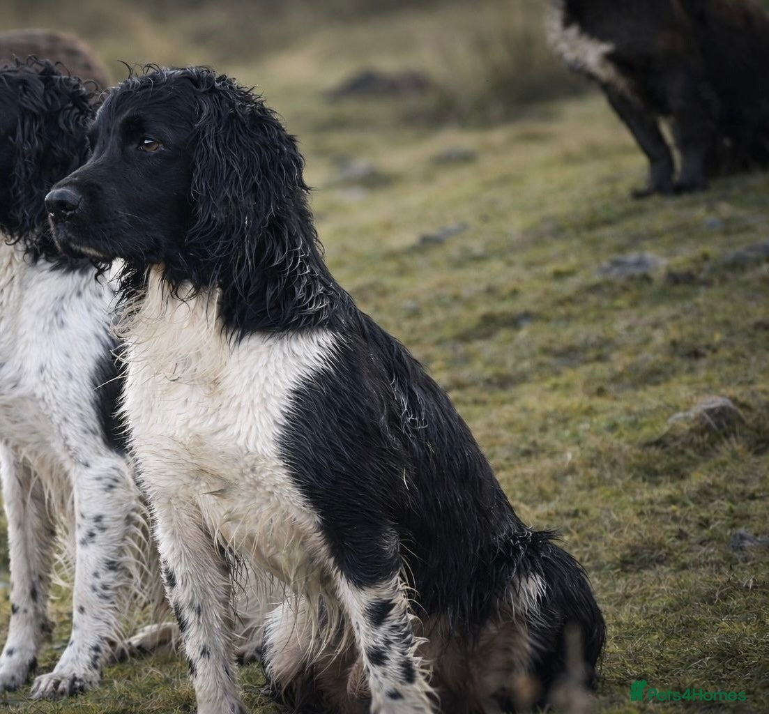 English Springer Spaniel dogs Heavily marked B&W FULLY HEALTH TESTED ESS in Leyburn - Advert 24