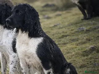 English Springer Spaniel dogs Heavily marked B&W FULLY HEALTH TESTED ESS in Leyburn - Advert 24